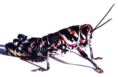 Grass Hopper Photograph