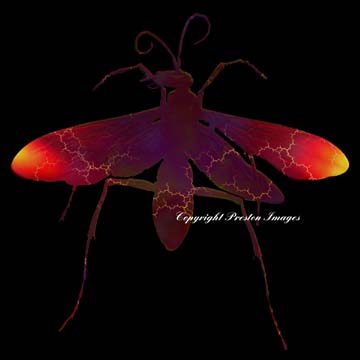 wasp art gallery image