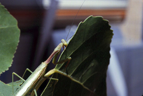 Praying Mantis Photo