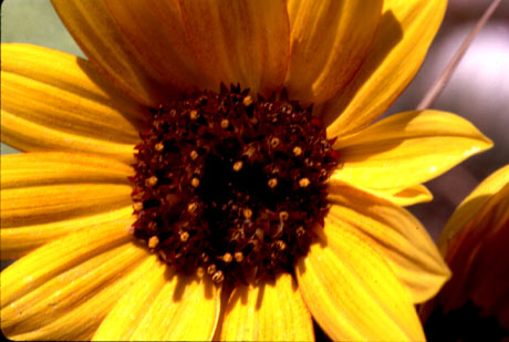 Close-up photo of Barbara's Sunflower